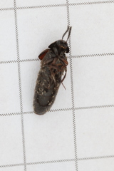 Aleochara curtula