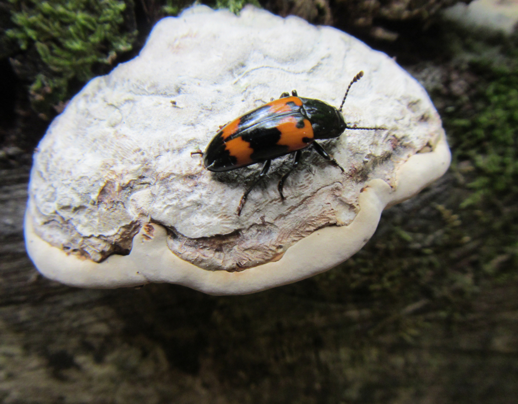 Red-banded Fungus Beetle (Smokies Most Wanted) · iNaturalist