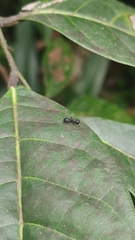 Cataulacus granulatus