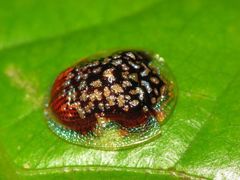 Microctenochira conscripta