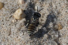 Microbembex monodonta