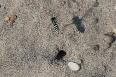 Microbembex monodonta