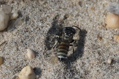 Microbembex monodonta