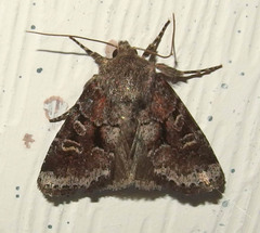 Oligia minuscula
