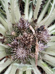 Cirsium tioganum