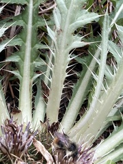 Cirsium tioganum