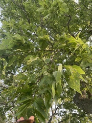 Celtis