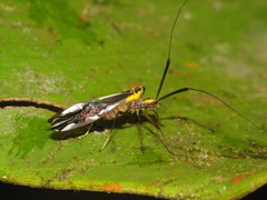 Dictyopsocus pennicornis