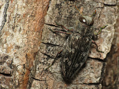 Chrysobothris femorata
