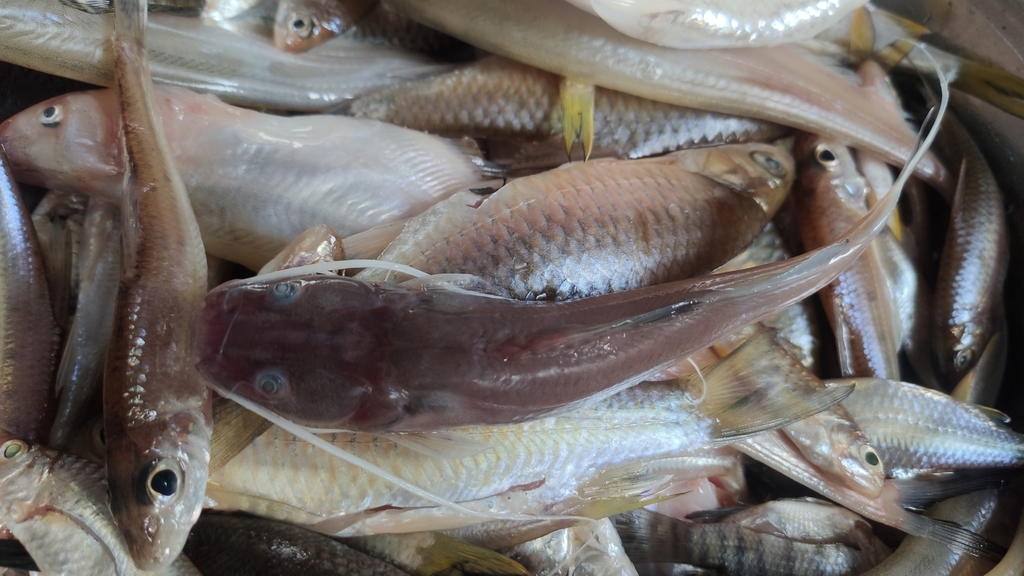 Asian Redtail Catfish From Xishuangbanna Dai Cn Yn Cn On July