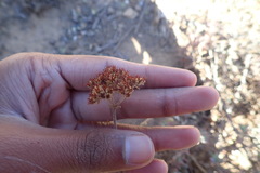 Crassula mesembryanthoides