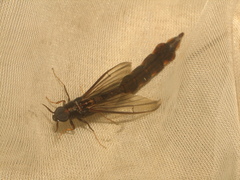 Atractocerus