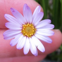 Athrixia heterophylla