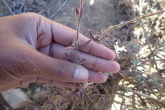 Crassula mesembryanthoides