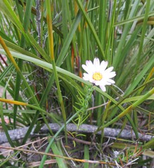 Athrixia heterophylla