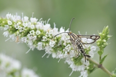 Pyropteron triannuliformis