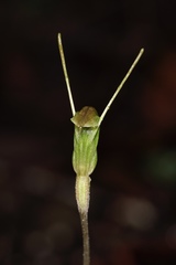 Pterostylis crispula