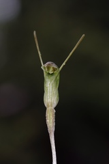 Pterostylis crispula