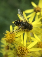 Eristalis nemorum