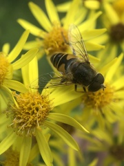 Eristalis nemorum