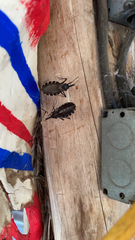 Triatoma gerstaeckeri
