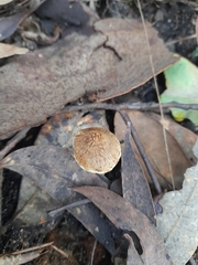 Psathyrella