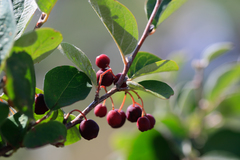Cotoneaster melanocarpus