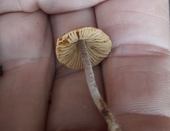 Psathyrella