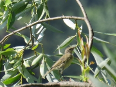 Phylloscopus