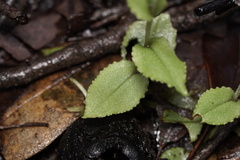 Pterostylis crispula
