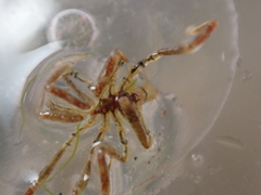 Ammothea hilgendorfi