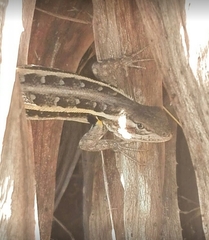 Sceloporus variabilis marmoratus