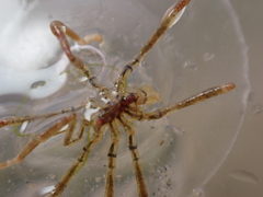 Ammothea hilgendorfi