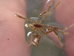 Ammothea hilgendorfi