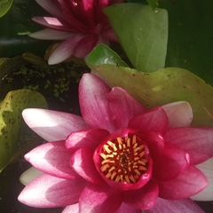 Nymphaea × marliacea