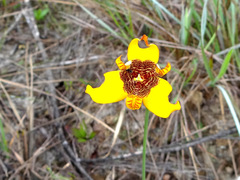 Trimezia juncifolia