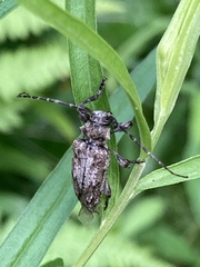 Aegomorphus modestus