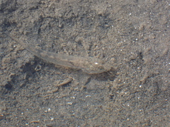 Pomatoschistus microps