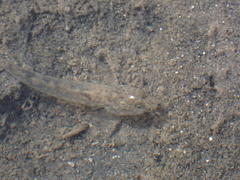 Pomatoschistus microps