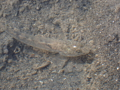 Pomatoschistus microps