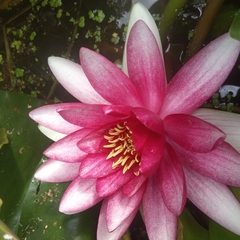 Nymphaea × marliacea