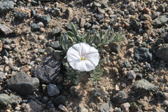 Convolvulus ammannii
