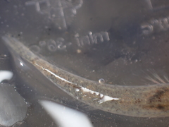 Pomatoschistus microps