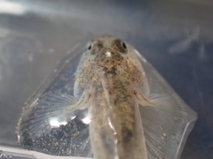 Pomatoschistus microps