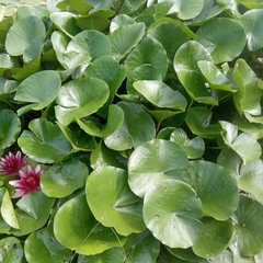 Nymphaea × marliacea