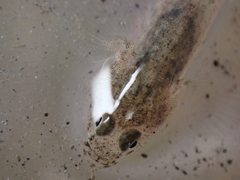 Pomatoschistus microps