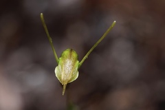 Pterostylis crispula
