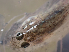 Pomatoschistus microps