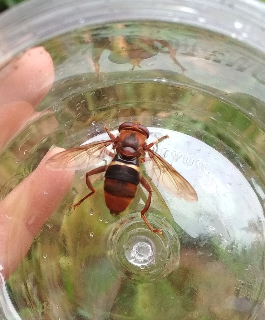Milesia semifulva