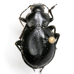 Calosoma latipenne